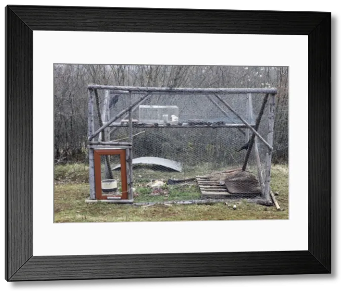 Framed Print : Crows - caught in cage by means of bait for live study purposes. France Framed Print : Crows - caught in cage by means of bait for live study purposes. France