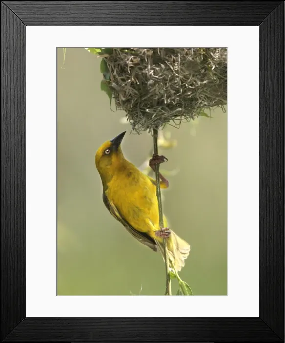 Framed Print : Cape Weaver - By nest Cape province. South africa Framed Print : Cape Weaver - By nest Cape province. South africa