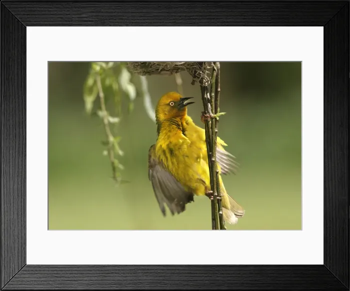 Framed Print : Cape Weawer - By nest Framed Print : Cape Weawer - By nest