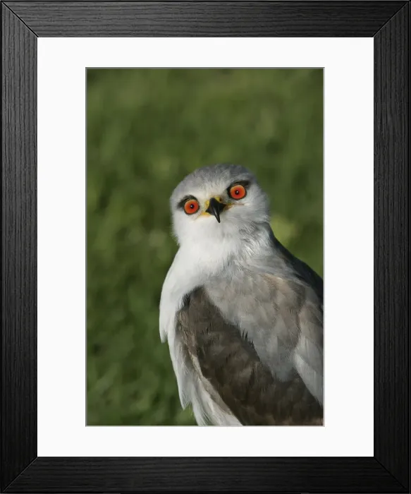 Framed Print : Black-winged Kite - Portrait. Cape Province. South Africa Framed Print : Black-winged Kite - Portrait. Cape Province. South Africa
