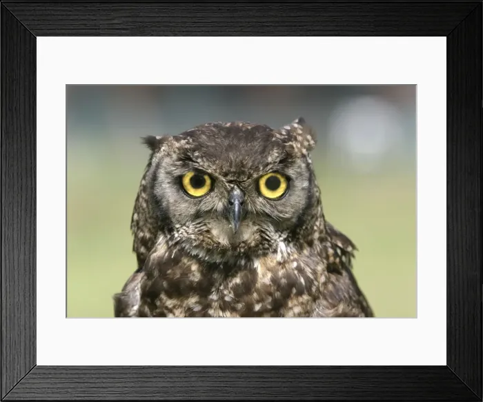 Framed Print : Cape Eagle Owl - Close-up of head. Cape Province. South Africa Framed Print : Cape Eagle Owl - Close-up of head. Cape Province. South Africa