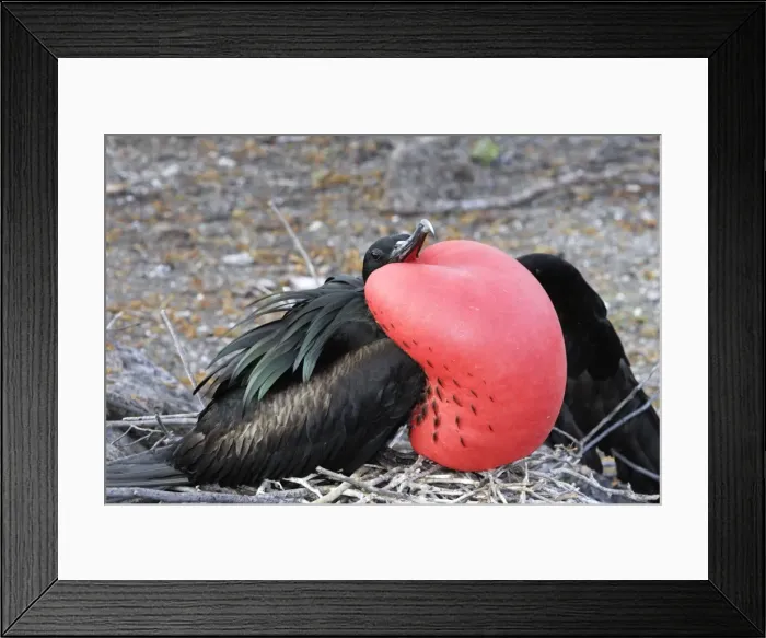Framed Print : Great Frigatebird. Genovesa Island. Galapagos Islands Framed Print : Great Frigatebird. Genovesa Island. Galapagos Islands