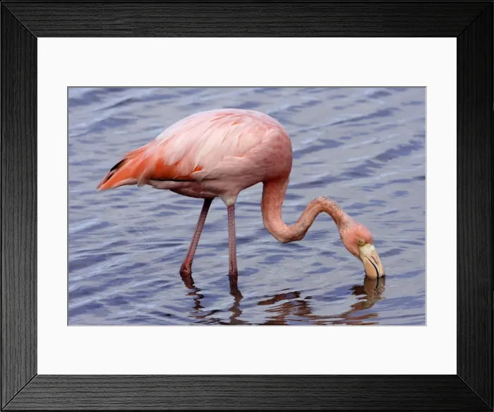 Framed Print : Greater Flamingo. Floreana Island. galapagos Islands Framed Print : Greater Flamingo. Floreana Island. galapagos Islands