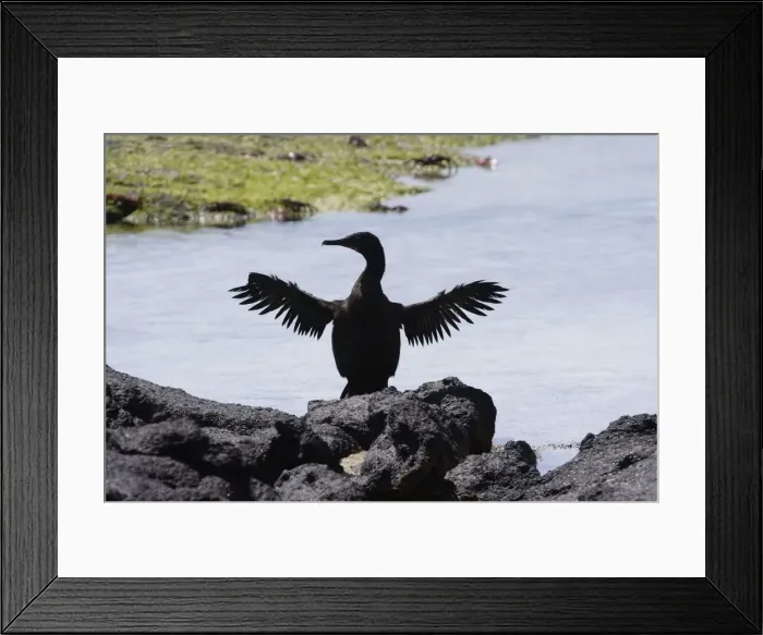 Framed Print : Flightless Cormorant. Fernandina island. Galapagos islands Framed Print : Flightless Cormorant. Fernandina island. Galapagos islands
