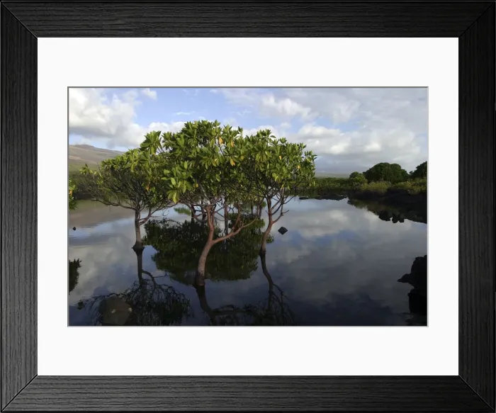 Framed Print : La Grande Comore. Mangrove Framed Print : La Grande Comore. Mangrove
