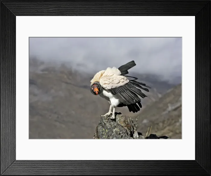 Framed Print : King Vulture. The Andes in Venezuela Framed Print : King Vulture. The Andes in Venezuela