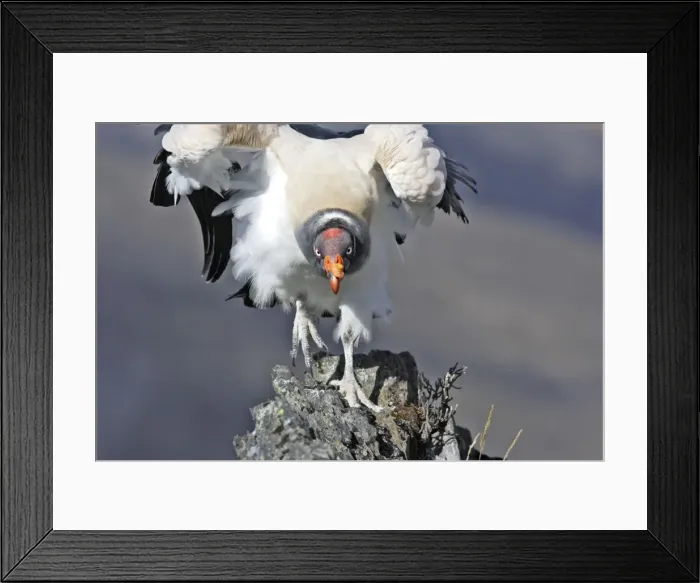 Framed Print : King Vulture - facing. The Andes in Venezuela Framed Print : King Vulture - facing. The Andes in Venezuela