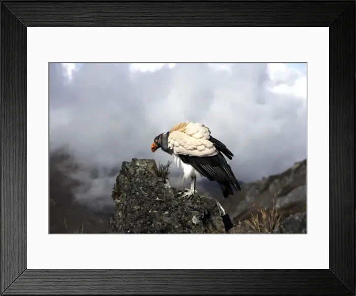Framed Print : King Vulture. The Andes in Venezuela Framed Print : King Vulture. The Andes in Venezuela