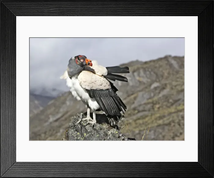Framed Print : King Vulture. The Andes in Venezuela Framed Print : King Vulture. The Andes in Venezuela