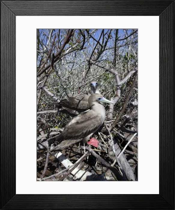 Framed Print : Red-footed Booby. Genovesa Island. Galapagos Islands Framed Print : Red-footed Booby. Genovesa Island. Galapagos Islands