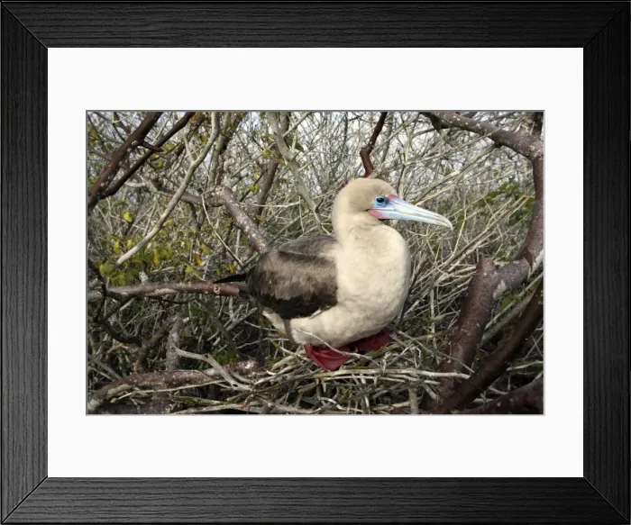 Framed Print : Red-footed Booby. Genovesa Island. Galapagos Islands Framed Print : Red-footed Booby. Genovesa Island. Galapagos Islands