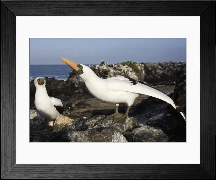 Framed Print : Masked Booby. Espagnola Island. Galapagos Islands Framed Print : Masked Booby. Espagnola Island. Galapagos Islands