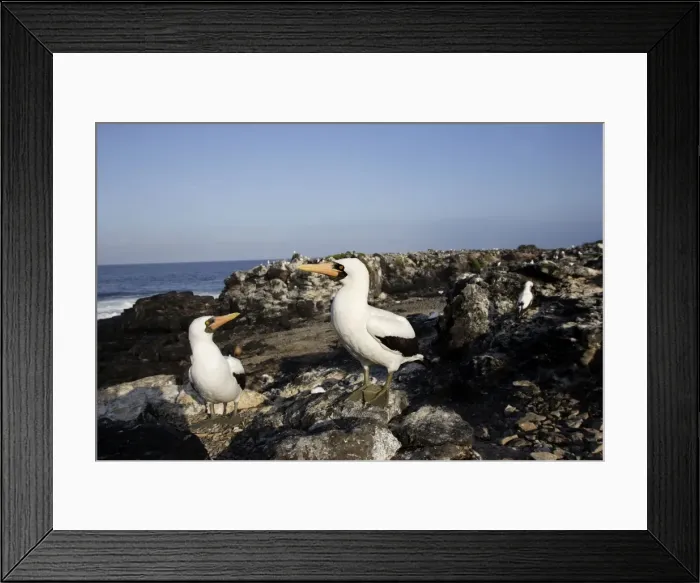Framed Print : Masked Booby. Espagnola Island. Galapagos Islands Framed Print : Masked Booby. Espagnola Island. Galapagos Islands