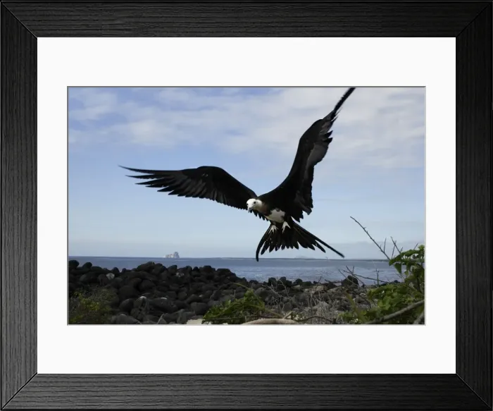 Framed Print : Great Frigatebird. Isla Lobos. Galapagos Islands Framed Print : Great Frigatebird. Isla Lobos. Galapagos Islands