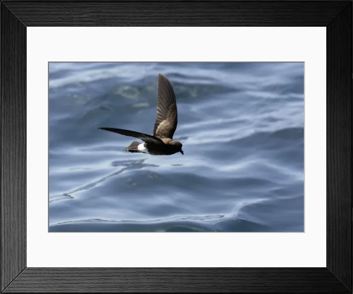 Framed Print : (White-vented) Storm Petrel. Ssp Elliot's Storm-petrel. Rabida island. Galapagos islands Framed Print : (White-vented) Storm Petrel. Ssp Elliot's Storm-petrel. Rabida island. Galapagos islands