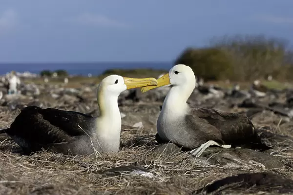 Waved Albatros Espagnola Island. Galapagos Islands