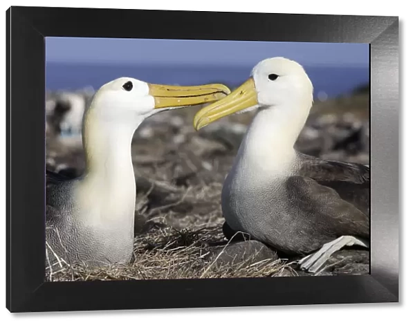 Waved Albatros - pair. Espagnola Island - Galapagos Islands
