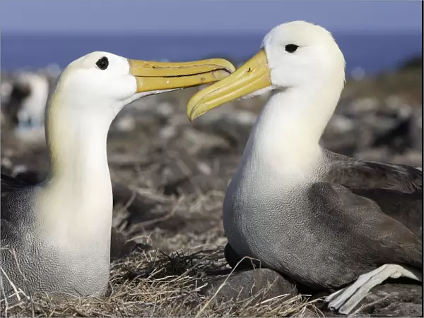 Waved Albatros - pair. Espagnola Island - Galapagos Islands