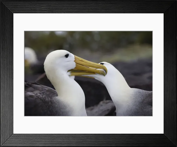 Framed Print : Waved Albatros. Espagnola Island. Galapagos Islands Framed Print : Waved Albatros. Espagnola Island. Galapagos Islands