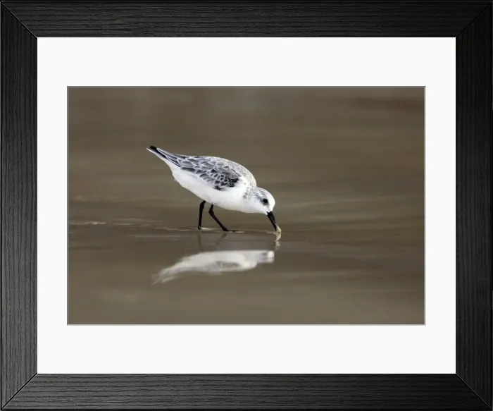 Framed Print : Sanderling Framed Print : Sanderling
