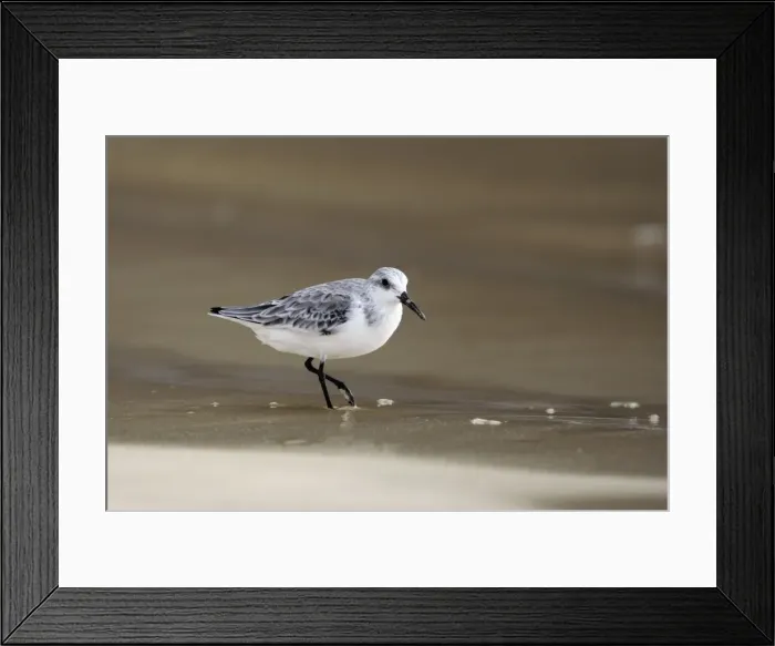 Framed Print : Sanderling Framed Print : Sanderling