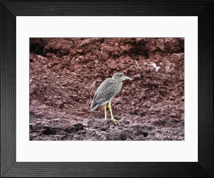 Framed Print : Yellow-crowned Night Heron young, Espagnola Island. Galapagos Islands Framed Print : Yellow-crowned Night Heron young, Espagnola Island. Galapagos Islands