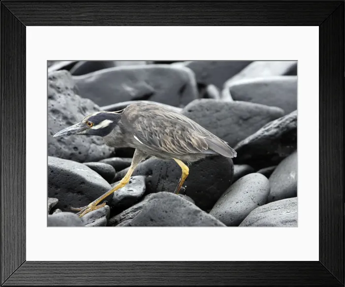 Framed Print : Yellow crowned Night Heron adult. Espagnola Island. Galapagos Islands Framed Print : Yellow crowned Night Heron adult. Espagnola Island. Galapagos Islands
