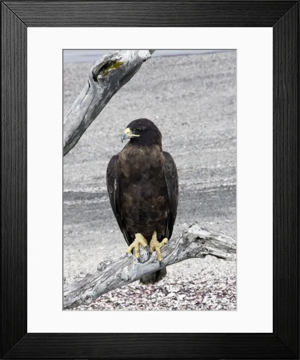 Framed Print : Galapagos Hawk. Fernandina island. Galapagos islands Framed Print : Galapagos Hawk. Fernandina island. Galapagos islands