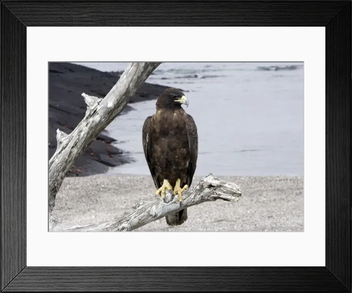 Framed Print : Galapagos Hawk. Fernandina island. Galapagos islands Framed Print : Galapagos Hawk. Fernandina island. Galapagos islands