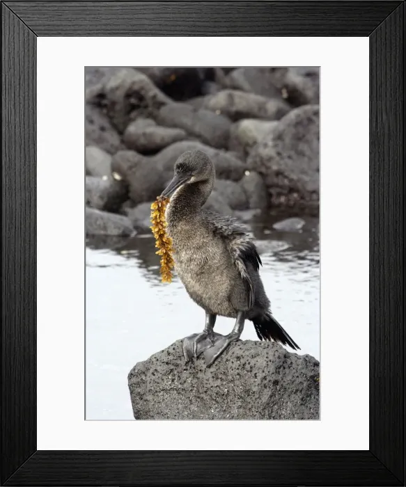 Framed Print : Flightless Cormorant. Fernandina island. Galapagos islands Framed Print : Flightless Cormorant. Fernandina island. Galapagos islands