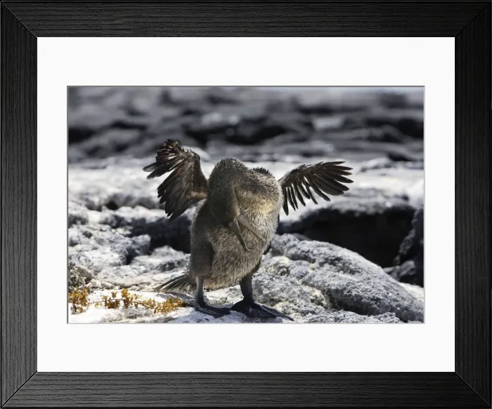 Framed Print : Flightless Cormorant. Fernandina island. Galapagos islands Framed Print : Flightless Cormorant. Fernandina island. Galapagos islands