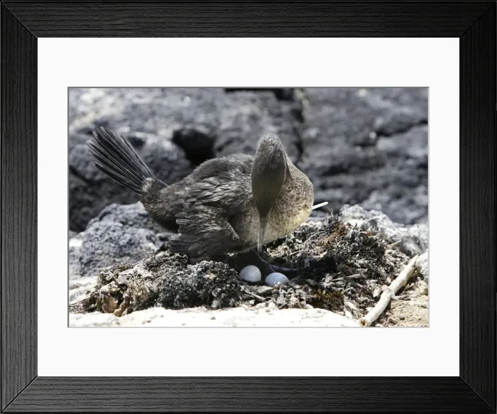 Framed Print : Flightless Cormorant. Fernandina island. Galapagos islands