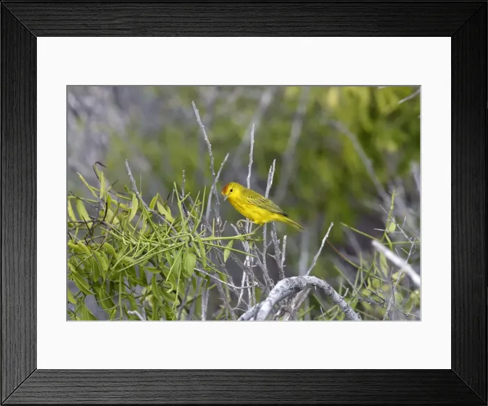 Framed Print : Yellow Warbler. Lobos Island. Galapagos Islands Framed Print : Yellow Warbler. Lobos Island. Galapagos Islands