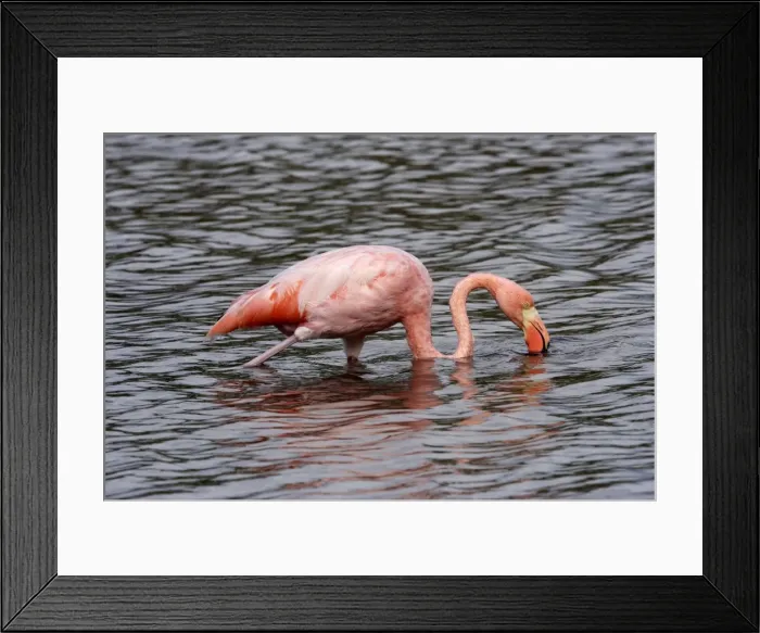 Framed Print : Greater Flamingo. Floreana Island. galapagos Islands Framed Print : Greater Flamingo. Floreana Island. galapagos Islands