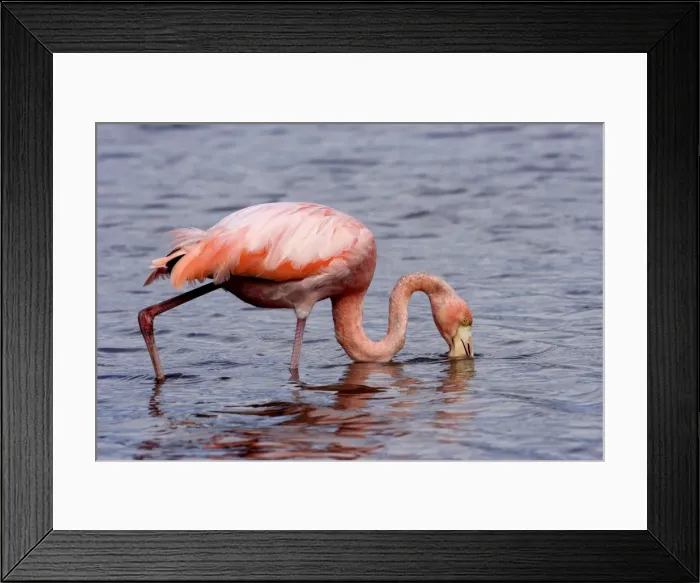 Framed Print : Greater Flamingo. Floreana Island. galapagos Islands Framed Print : Greater Flamingo. Floreana Island. galapagos Islands