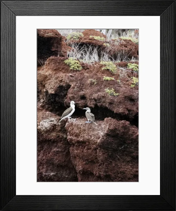 Framed Print : Blue Footed Booby. Rabida Island. Galapagos Framed Print : Blue Footed Booby. Rabida Island. Galapagos