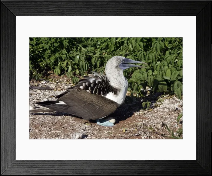Framed Print : Blue Footed Booby. Seymour Island. galapagos Islands Framed Print : Blue Footed Booby. Seymour Island. galapagos Islands