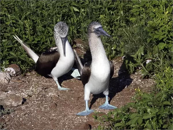 Blue-Footed Booby - two. Seymour Island - Galapagos
