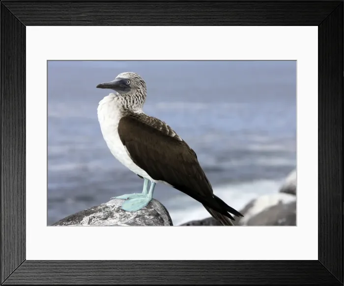 Framed Print : Blue Footed Booby. Lobos Island. galapagos Islands Framed Print : Blue Footed Booby. Lobos Island. galapagos Islands