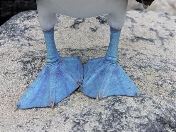 Blue-Footed Booby - close-up of feed. Espagnola Island - Galapagos