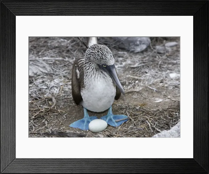 Framed Print : Blue Footed Booby. Espagnola Island. galapagos Islands Framed Print : Blue Footed Booby. Espagnola Island. galapagos Islands