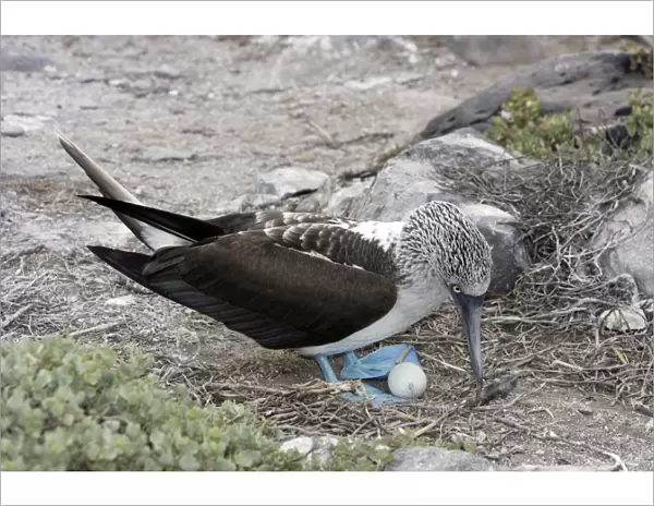 Blue-Footed Booby - with egg. Espagnola Island - Galapagos