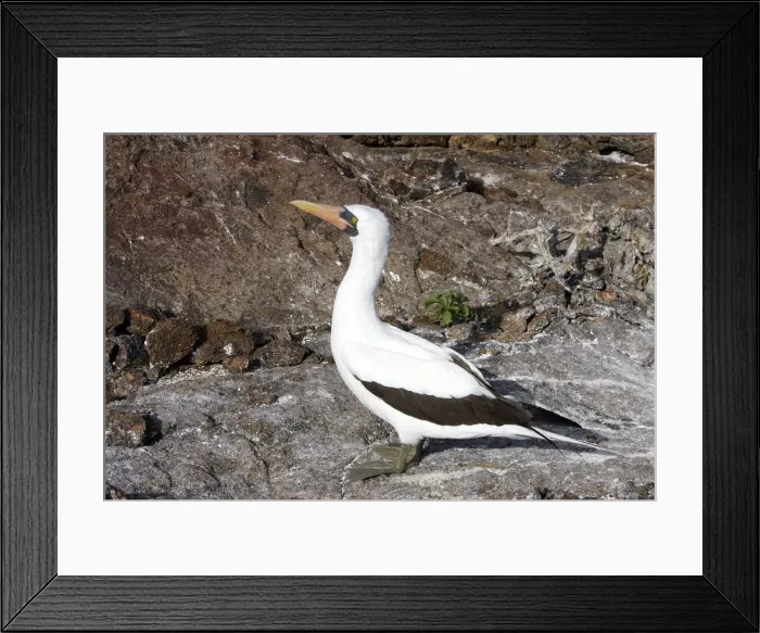 Framed Print : Masked Booby. Genovesa Island. Galapagos Islands Framed Print : Masked Booby. Genovesa Island. Galapagos Islands