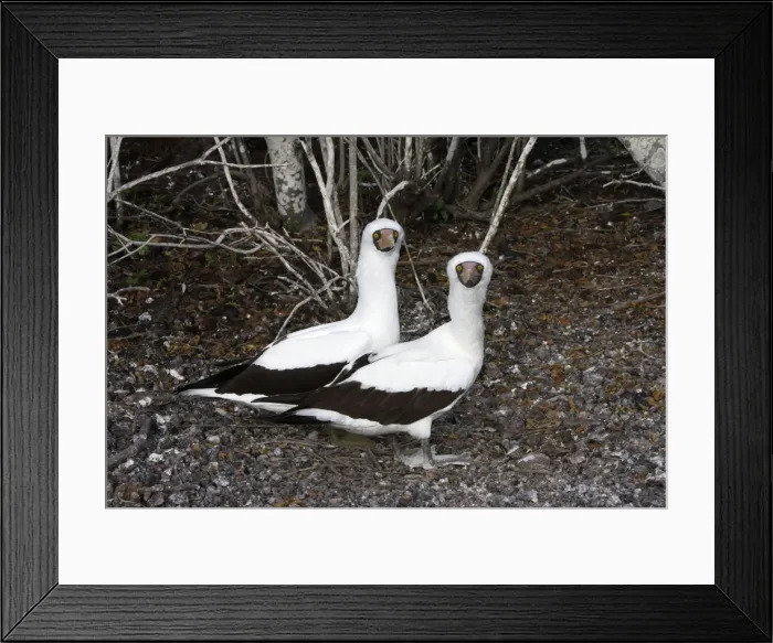 Framed Print : Masked Booby. Genovesa Island. Galapagos Islands Framed Print : Masked Booby. Genovesa Island. Galapagos Islands
