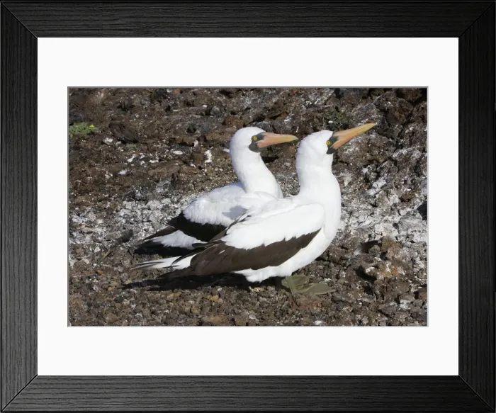 Framed Print : Masked Booby. Genovesa Island. Galapagos Islands Framed Print : Masked Booby. Genovesa Island. Galapagos Islands