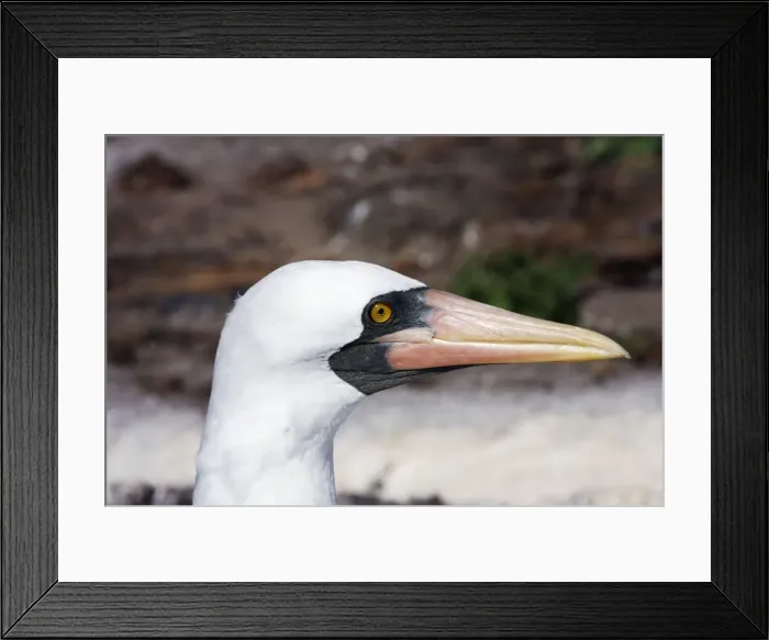 Framed Print : Masked Booby. Genovesa Island. Galapagos Islands Framed Print : Masked Booby. Genovesa Island. Galapagos Islands