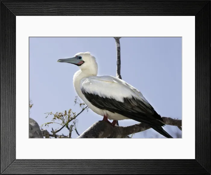 Framed Print : Red-footed Booby. Genovesa Island. Galapagos Islands Framed Print : Red-footed Booby. Genovesa Island. Galapagos Islands