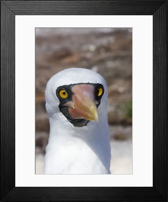 Framed Print : Masked Booby. Genovesa Island. Galapagos Islands Framed Print : Masked Booby. Genovesa Island. Galapagos Islands