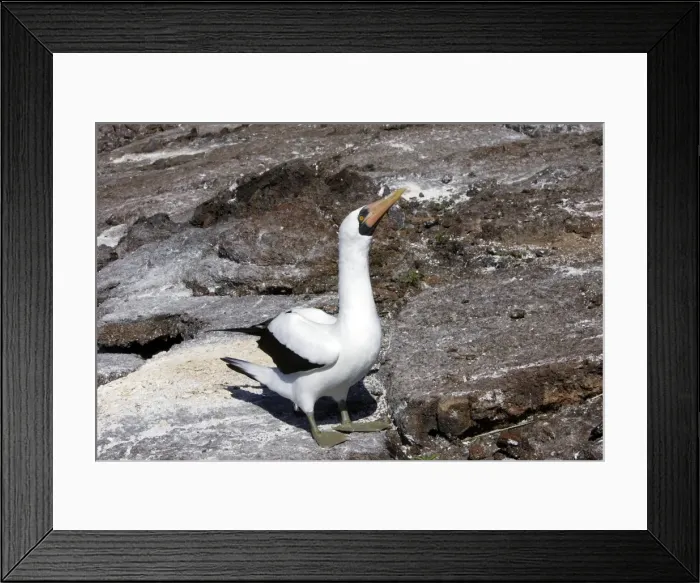 Framed Print : Masked Booby. Genovesa Island. Galapagos Islands Framed Print : Masked Booby. Genovesa Island. Galapagos Islands