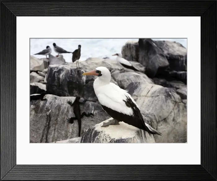 Framed Print : Masked Booby. Espagnola Island. Galapagos Islands Framed Print : Masked Booby. Espagnola Island. Galapagos Islands